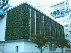 富士見こども施設壁面緑化