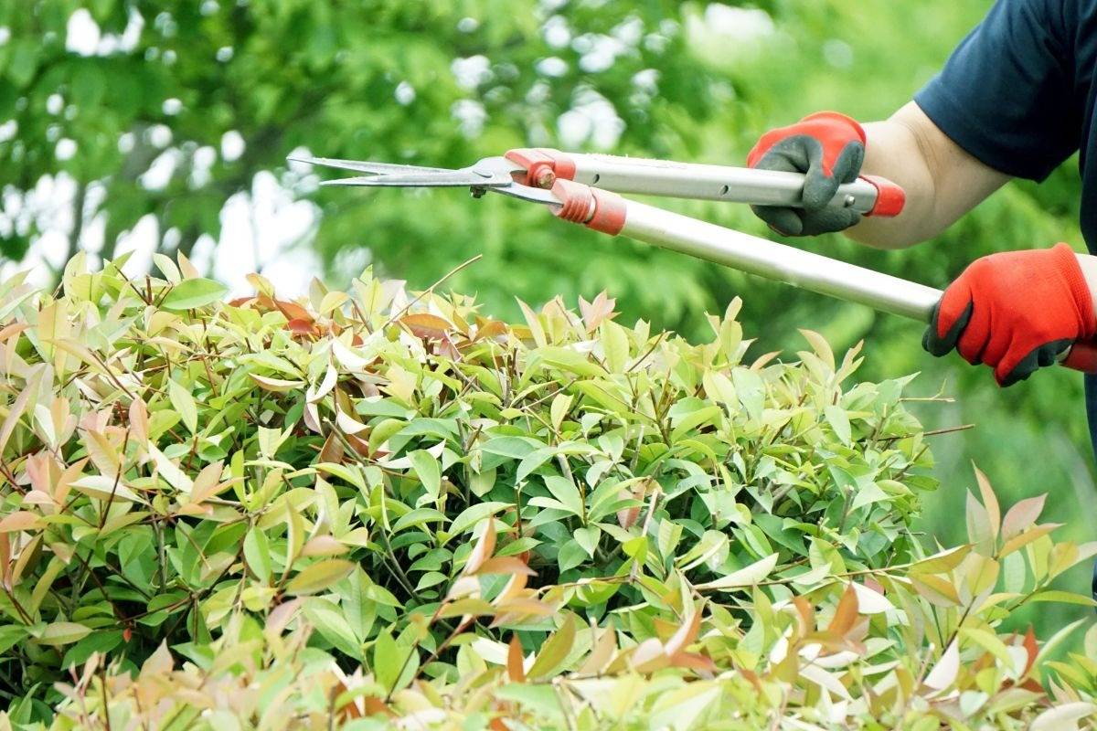 庭師のやりがいから仕事内容まで解説